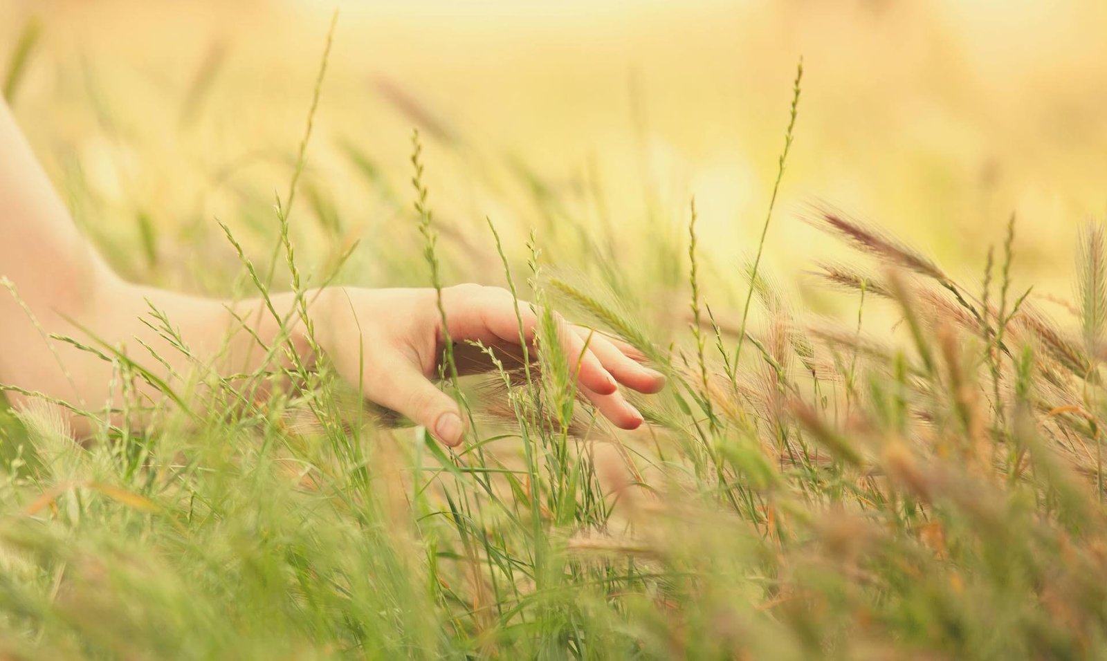 Hand In Autumn Grass 2024 09 25 01 07 02 Utc