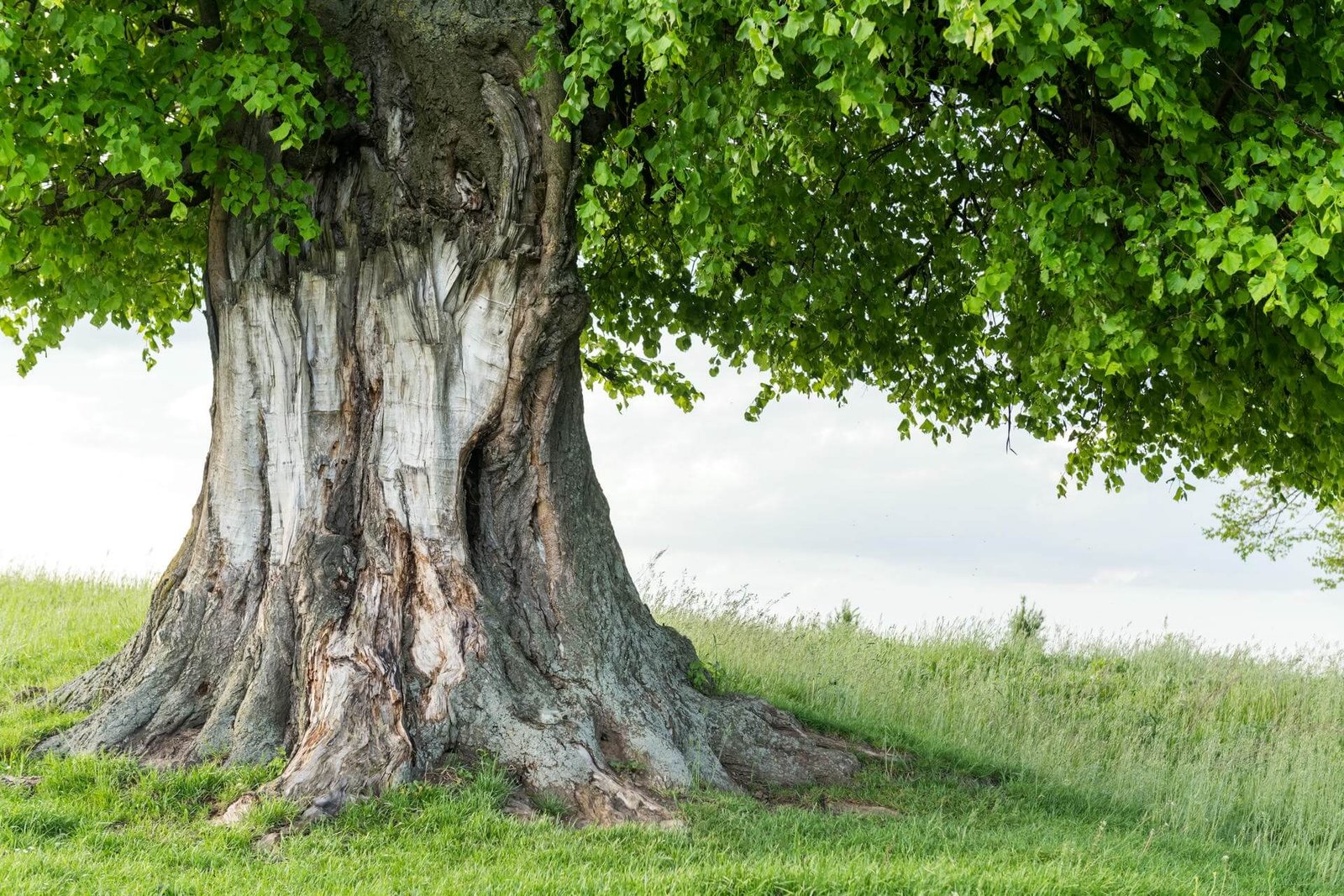 Old Linden Tree On Summer Meadow 2025 02 22 17 11 37 Utc