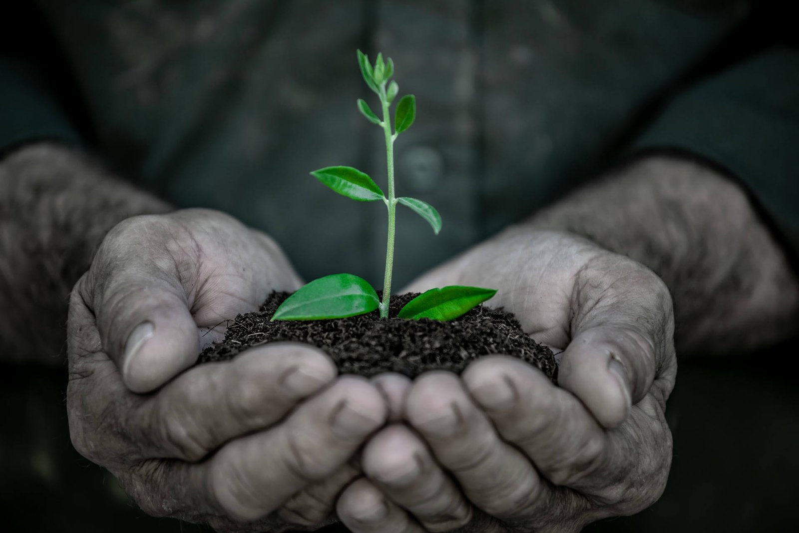 Senior Man Holding Young Olive Tree In Hands 2024 10 11 09 37 39 Utc