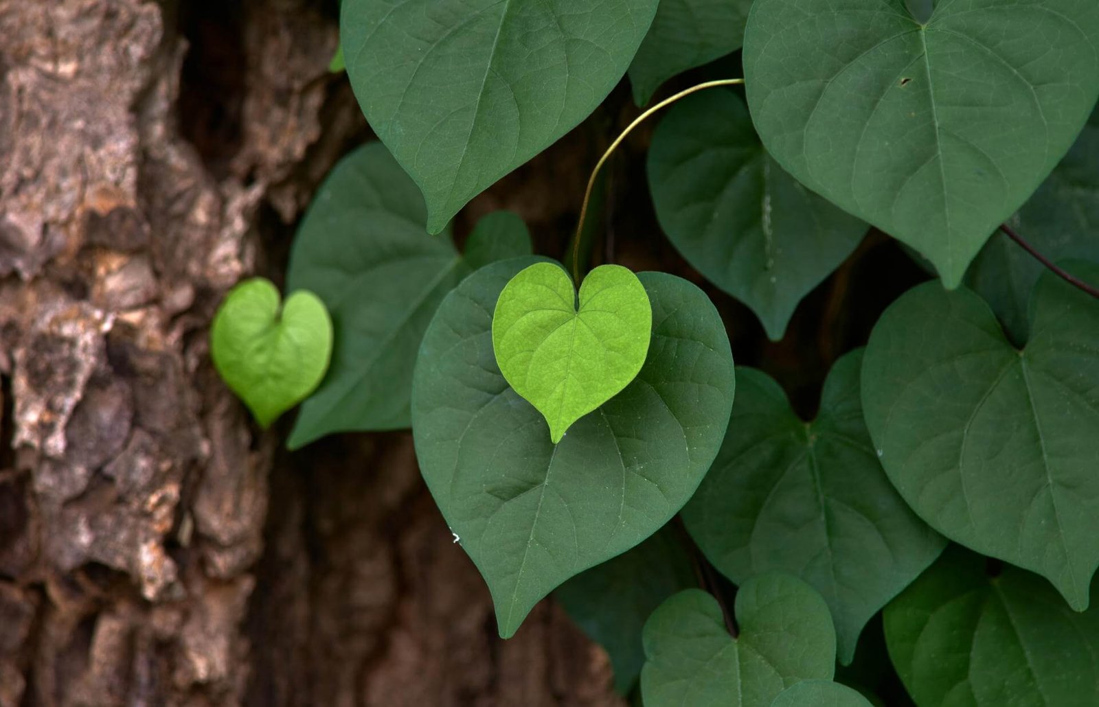 The Heart Shape Green Leaves 2025 03 12 22 31 15 Utc